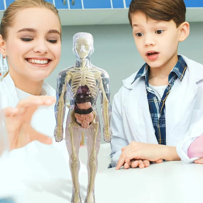 🧑‍🎄🎁Gran regalo para niños🧑‍⚕️Modelo de estructura corporal humana transparente