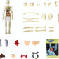 🧑‍🎄🎁Gran regalo para niños🧑‍⚕️Modelo de estructura corporal humana transparente