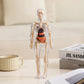 🧑‍🎄🎁Gran regalo para niños🧑‍⚕️Modelo de estructura corporal humana transparente