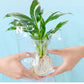 Solución nutritiva hidropónica para el crecimiento de las plantas