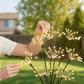 Lampes solaires à piquer pour jardin, effet feu d'artifice