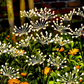 Lampes solaires à piquer pour jardin, effet feu d'artifice